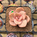 Echeveria 'Red Lips' (Xichuensis Hybrid) 1"-2" Succulent Plant Cutting