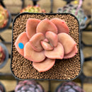 Echeveria 'Red Lips' (Xichuensis Hybrid) 1"-2" Succulent Plant Cutting