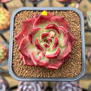 Echeveria 'Daredevil' 2" Succulent Plant Cutting
