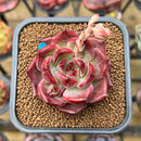 Echeveria 'Daredevil' 2" Succulent Plant Cutting
