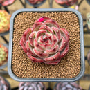Echeveria 'Daredevil' 2" Succulent Plant Cutting