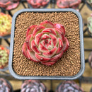Echeveria 'Daredevil' 2" Succulent Plant Cutting