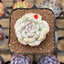 Echeveria 'Snowy Face' 1"-2" Succulent Plant Cutting