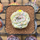 Echeveria 'Snowy Face' 1"-2" Succulent Plant Cutting