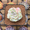 Echeveria 'Snowy Face' 1"-2" Succulent Plant Cutting