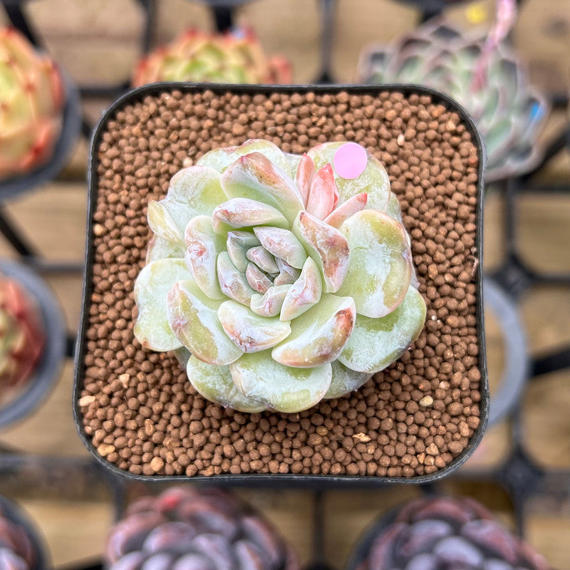 face succulents Echeveria 'Snowy Face' 1"-2" Succulent Plant Cutting