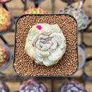 Echeveria 'Snowy Face' 1"-2" Succulent Plant Cutting