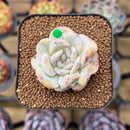 Echeveria 'Snowy Face' 1"-2" Succulent Plant Cutting