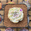 Echeveria 'Snowy Face' 1"-2" Succulent Plant Cutting