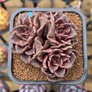 Echeveria 'Super Bowl' 2"-3" Succulent Plant Cutting