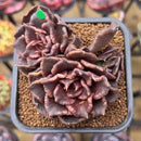Echeveria 'Super Bowl' 2"-3" Succulent Plant Cutting