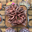 Echeveria 'Super Bowl' 2"-3" Succulent Plant Cutting
