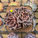 Echeveria 'Super Bowl' 2"-3" Succulent Plant Cutting