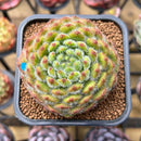 Echeveria 'Abiyu' 2" Setosa Hybrid Succulent Plant Cutting