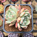 Echeveria 'Ariel' 2" Succulent Plant Cutting