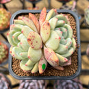 Echeveria 'Ariel' 2" Succulent Plant Cutting
