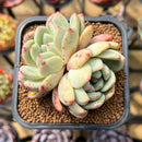 Echeveria 'Ariel' 2" Succulent Plant Cutting