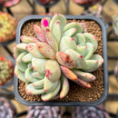 Echeveria 'Ariel' 2" Succulent Plant Cutting