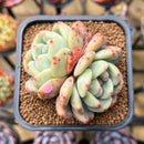 Echeveria 'Ariel' 2" Succulent Plant Cutting