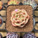 Echeveria 'Flower Bud' 1"-2" Succulent Plant Cutting