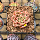 Echeveria 'Flower Bud' 1"-2" Succulent Plant Cutting