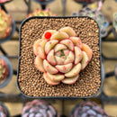 Echeveria 'Flower Bud' 1"-2" Succulent Plant Cutting