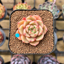 Echeveria 'Flower Bud' 1"-2" Succulent Plant Cutting