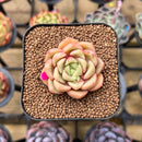 Echeveria 'Flower Bud' 1"-2" Succulent Plant Cutting