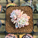 Echeveria 'Ssanghwa' 2" Succulent Plant Cutting
