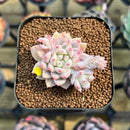 Echeveria 'Ssanghwa' 2" Succulent Plant Cutting