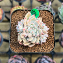 Echeveria 'Ssanghwa' 2" Succulent Plant Cutting
