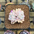 Echeveria 'Ssanghwa' 2" Succulent Plant Cutting