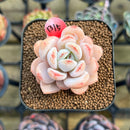 Echeveria 'Miss Jin' Type B 2" Succulent Plant Cutting