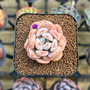 Echeveria 'Miss Jin' Type B 2" Succulent Plant Cutting
