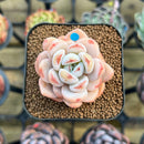 Echeveria 'Miss Jin' Type B 2" Succulent Plant Cutting