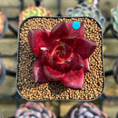 Echeveria Agavoides 'Saffron' 1" Succulent Plant