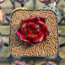 Echeveria Agavoides 'Saffron' 1" Succulent Plant