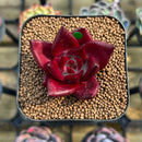 Echeveria Agavoides 'Saffron' 1" Succulent Plant