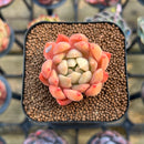 Pachyphytum 'Sunny' 1"-2" Succulent Plant Cutting