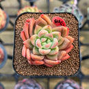 Pachyphytum 'Sunny' 1"-2" Succulent Plant Cutting