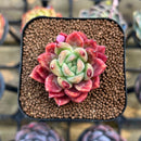 Pachyphytum 'Sunny' 1"-2" Succulent Plant Cutting