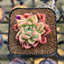 Pachyphytum 'Sunny' 1"-2" Succulent Plant Cutting