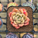 Pachyphytum 'Sunny' 1"-2" Succulent Plant Cutting