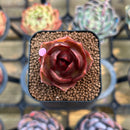 Echeveria 'Red Lantern' 1" Succulent Plant Cutting