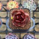 Echeveria 'Red Lantern' 1" Succulent Plant Cutting