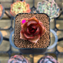 Echeveria 'Red Lantern' 1" Succulent Plant Cutting
