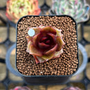 Echeveria 'Red Lantern' 1" Succulent Plant Cutting