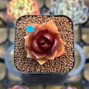 Echeveria 'Red Lantern' 1" Succulent Plant Cutting