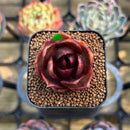 Echeveria 'Red Lantern' 1" Succulent Plant Cutting