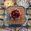 Echeveria 'Red Lantern' 1" Succulent Plant Cutting